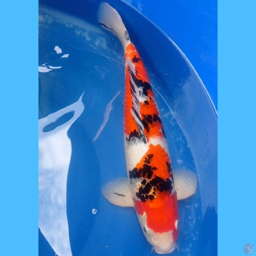 Sanke jantan 49cm