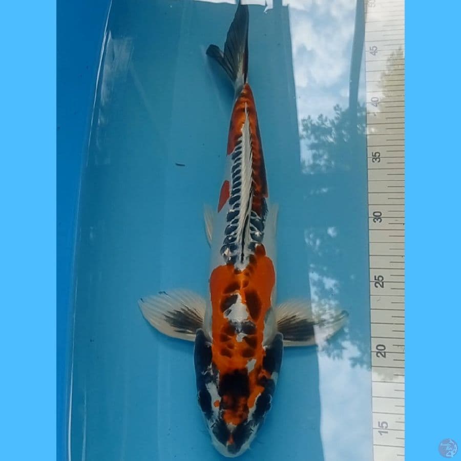 Kikokuryu antik 34cm