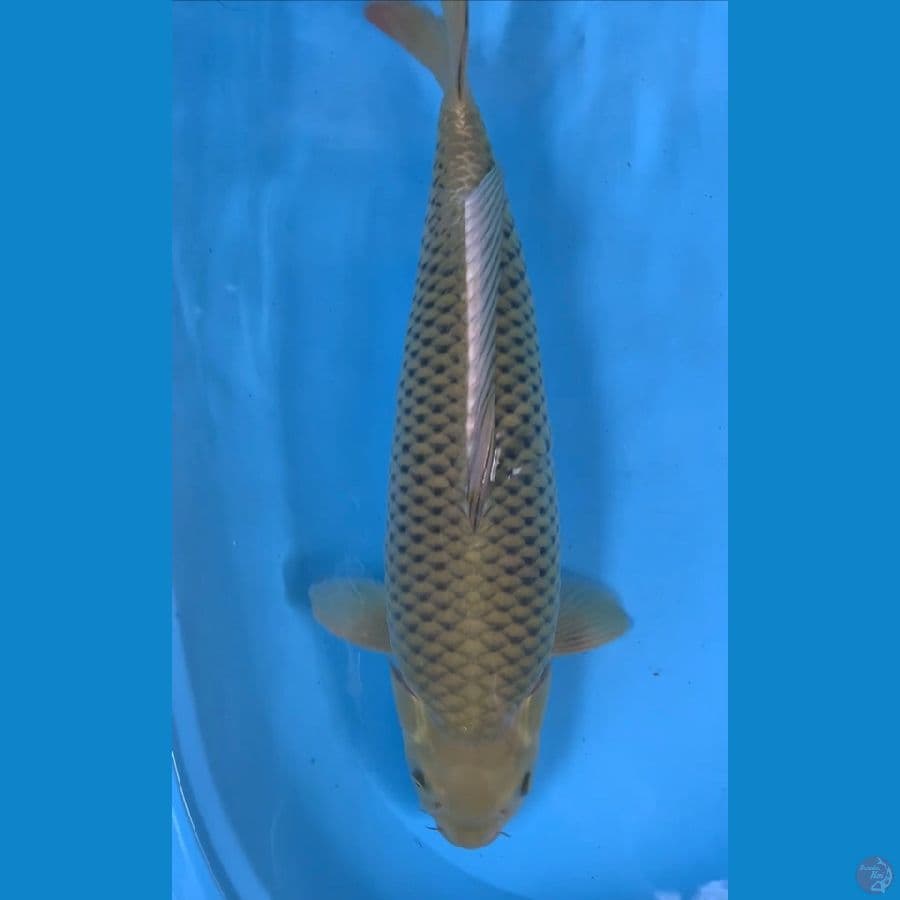 cagoi ijo 50cm body bulky