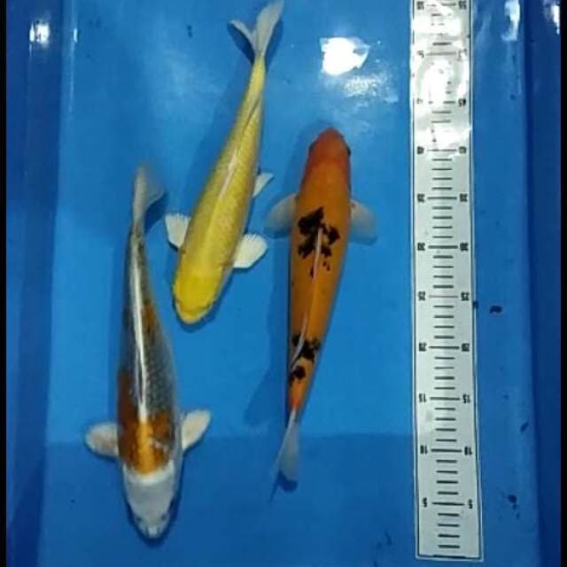 Beko.size.35cm.kujaku.35cm.ogon.32cm