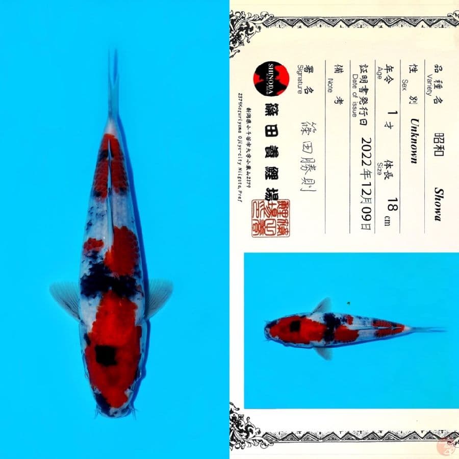 SHINODA SHOWA HQ 23CM