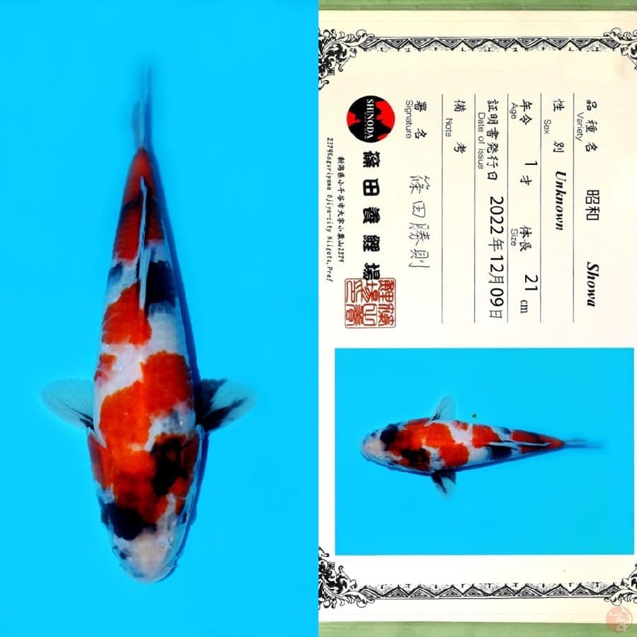 SHINODA SHOWA HQ 26CM