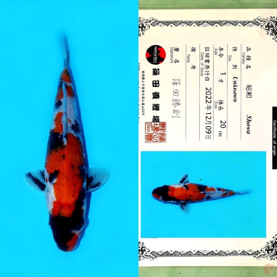 SHINODA SHOWA HQ 25CM