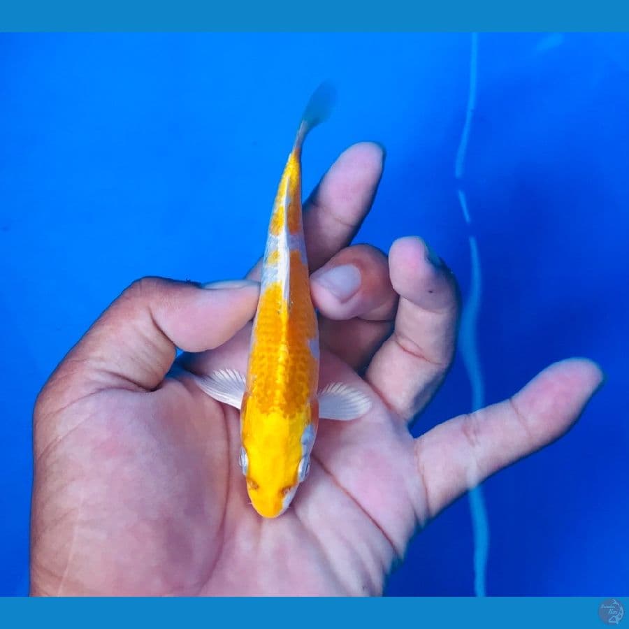 hariwake 12cm