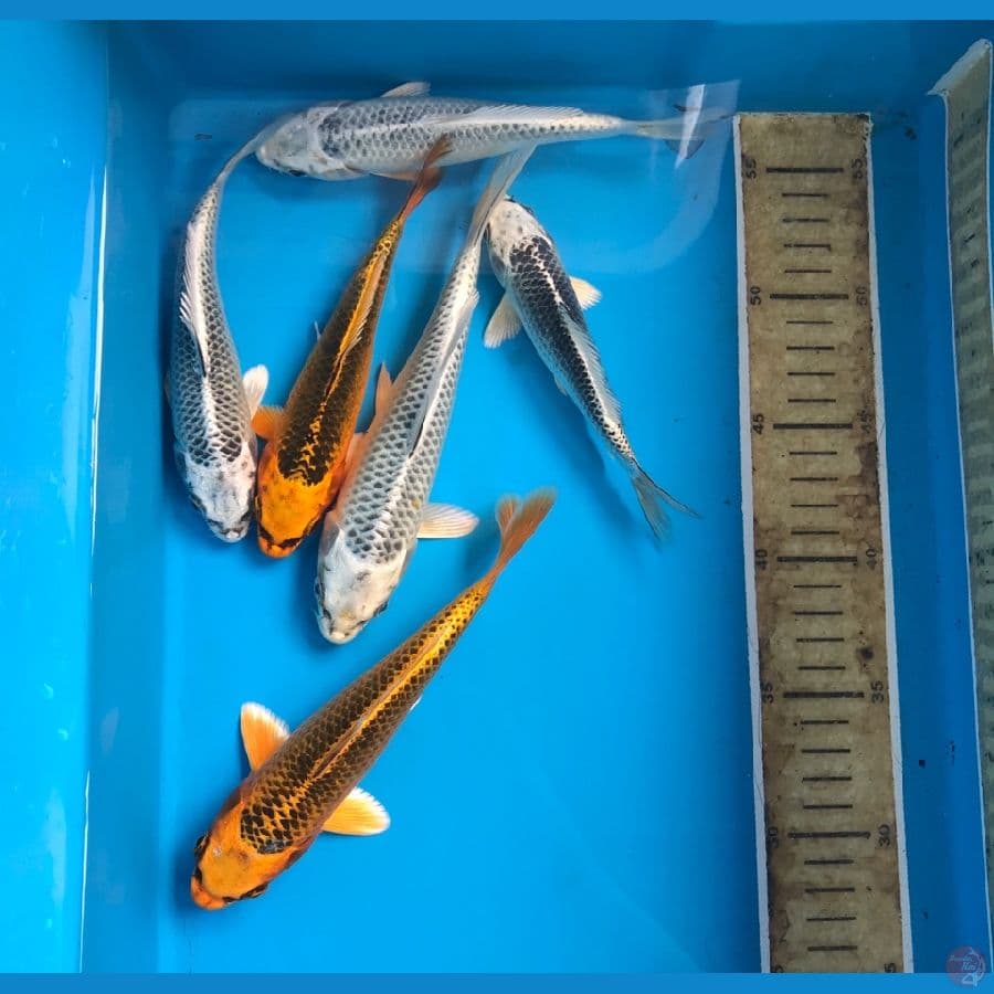 paket matsuba 15-18 cm