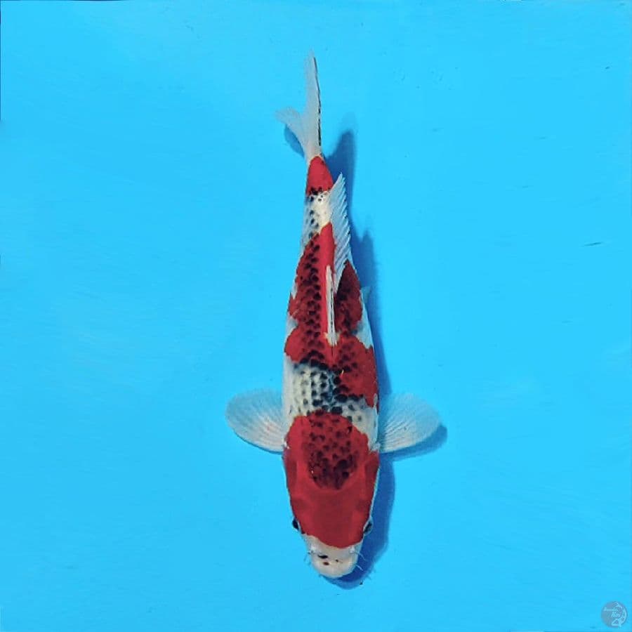 3.GOSHIKI 3 STEP ORIGINAL 30CM FEMALE