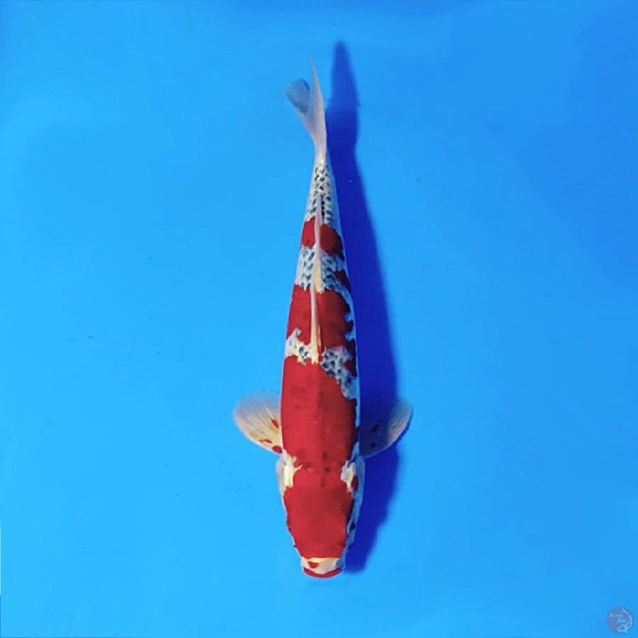 5.GOSHIKI ORIGINAL RED 35CM MALE