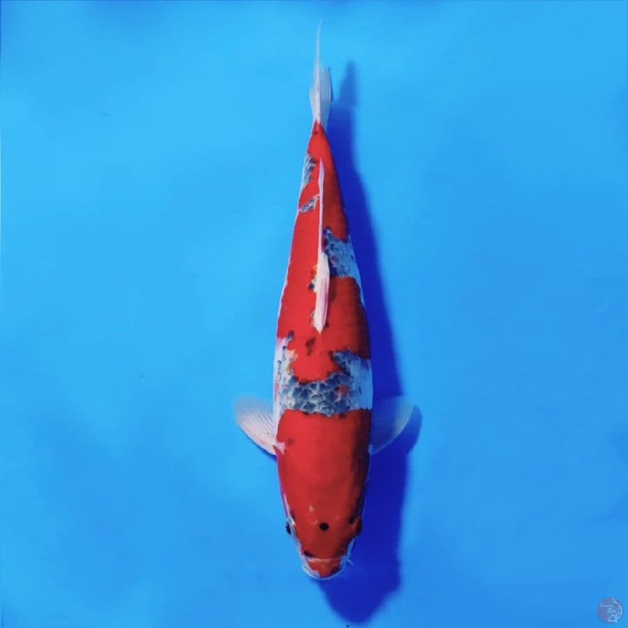 7.GOSHIKI HOT MAMA 38CM FEMALE