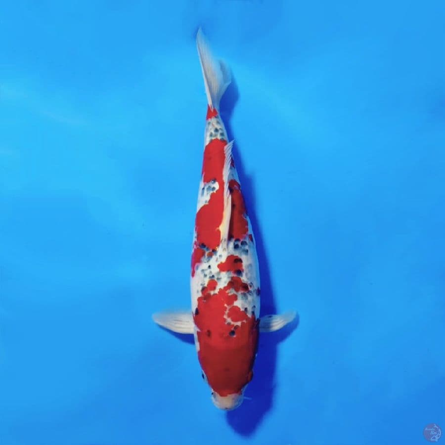 9.GOSHIKI BODY JOS 37CM MALE