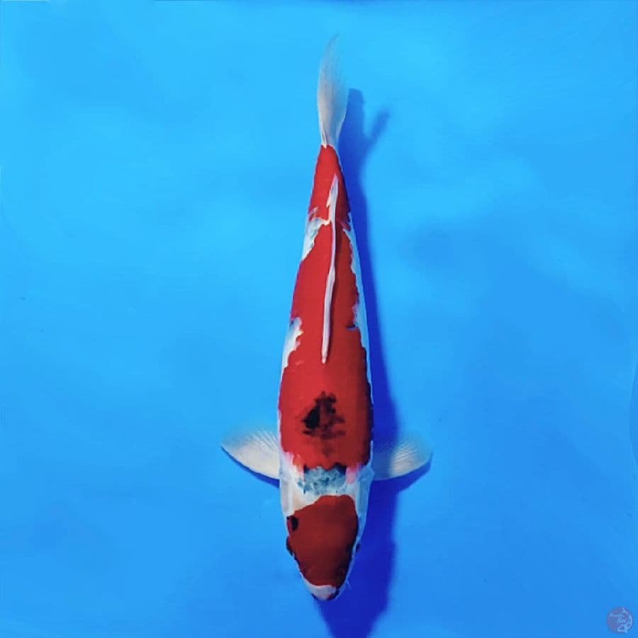 10.MARUTEN GOSHIKI JANTAN 37CM MALE