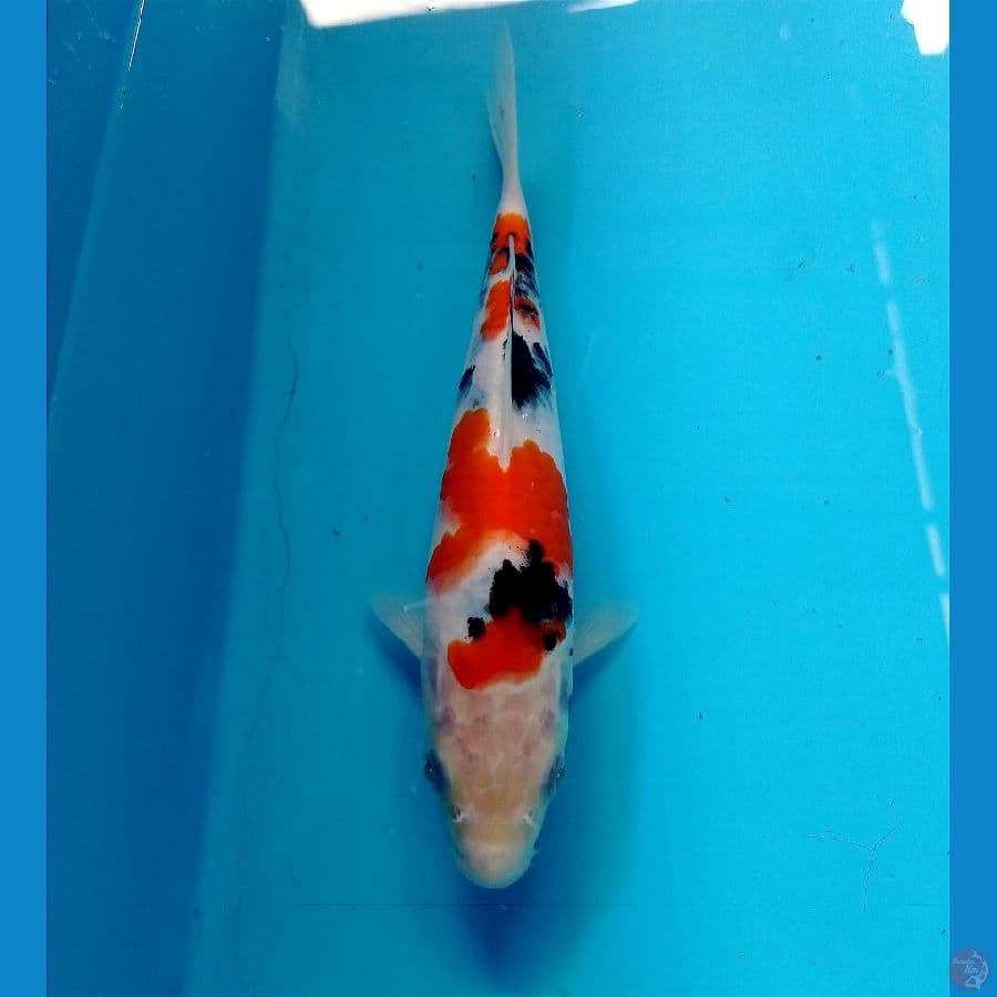 sanke 20 cm