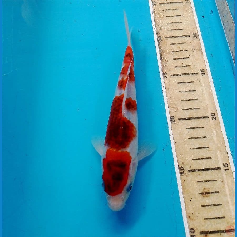ai goromo 19 cm