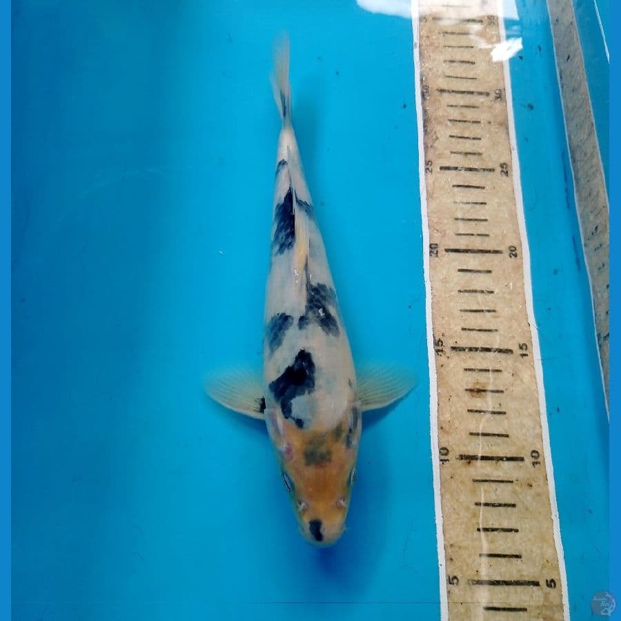 shiro 24 cm