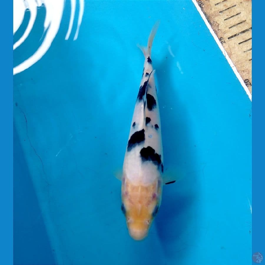 bekko 19 cm