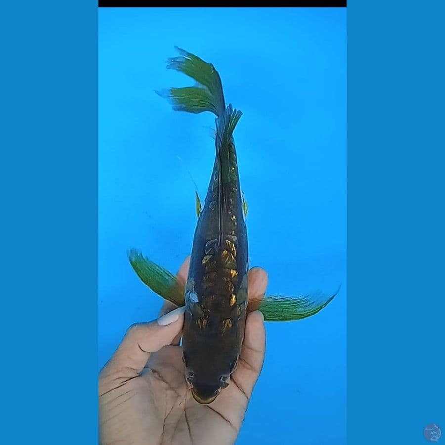 kumpay karashu doit size 27 cm jantan