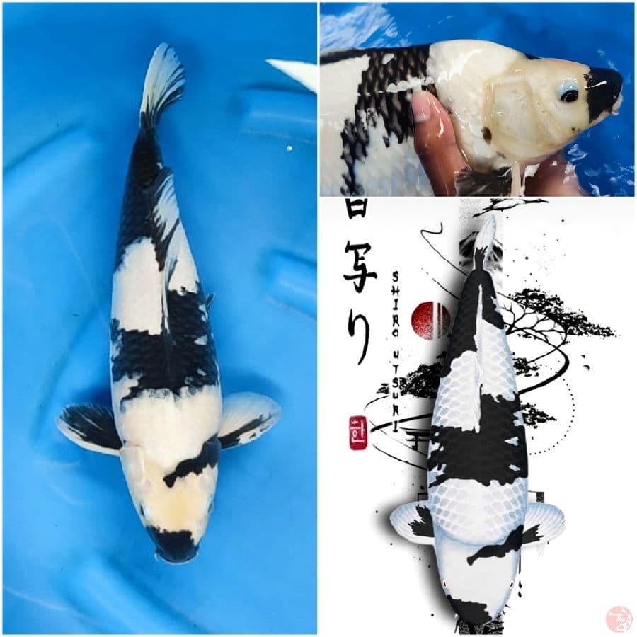 SHIRO BERPUNUK MALE 37
