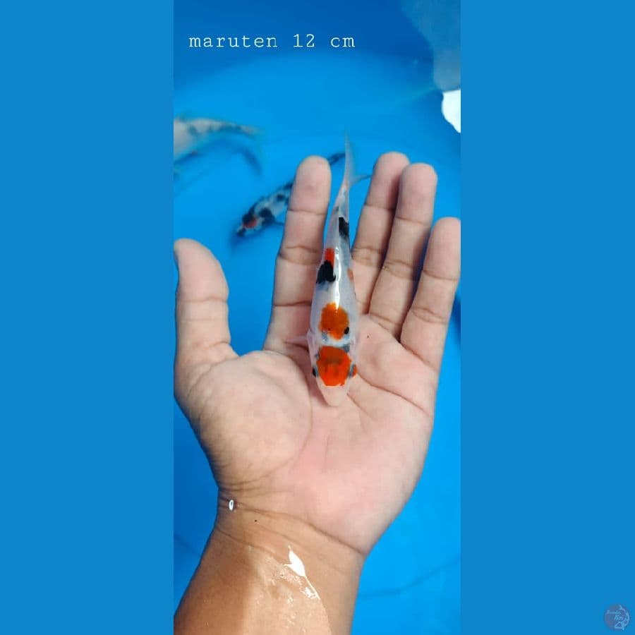 Showa 12 cm