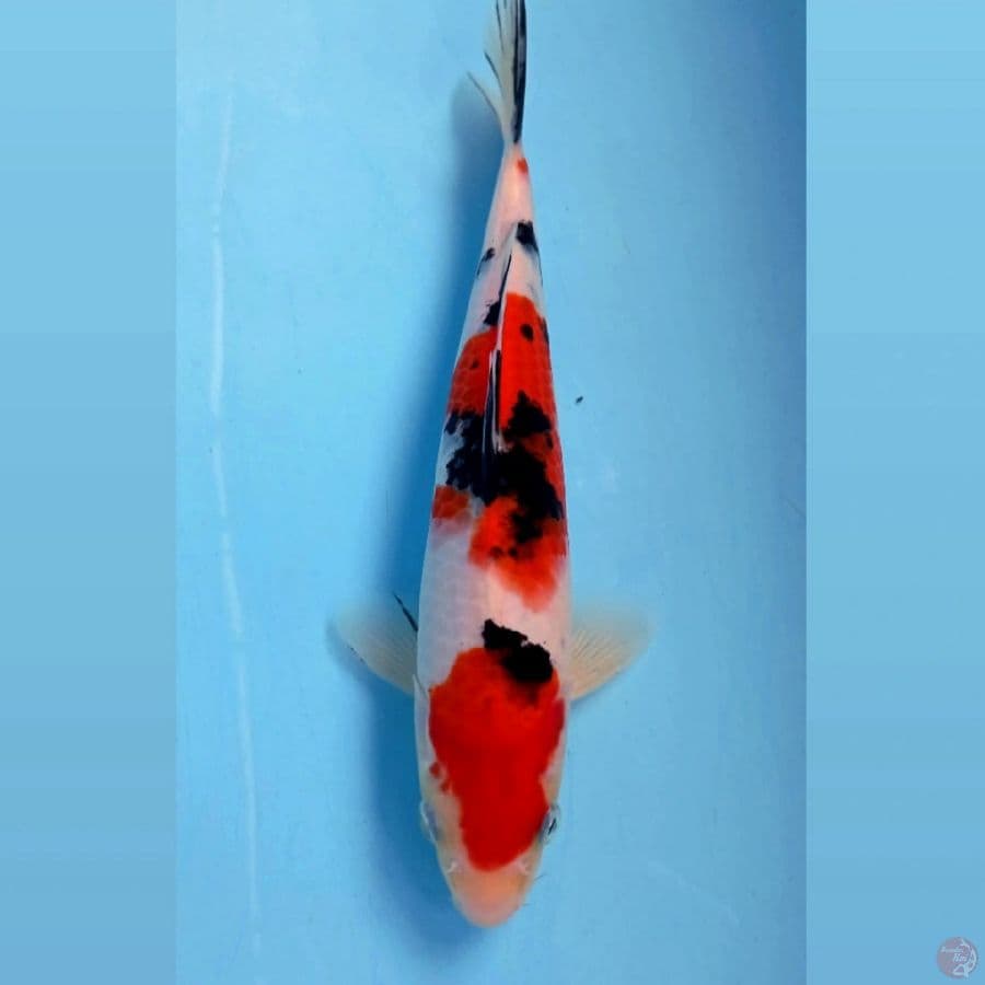 sanke, 25 cm