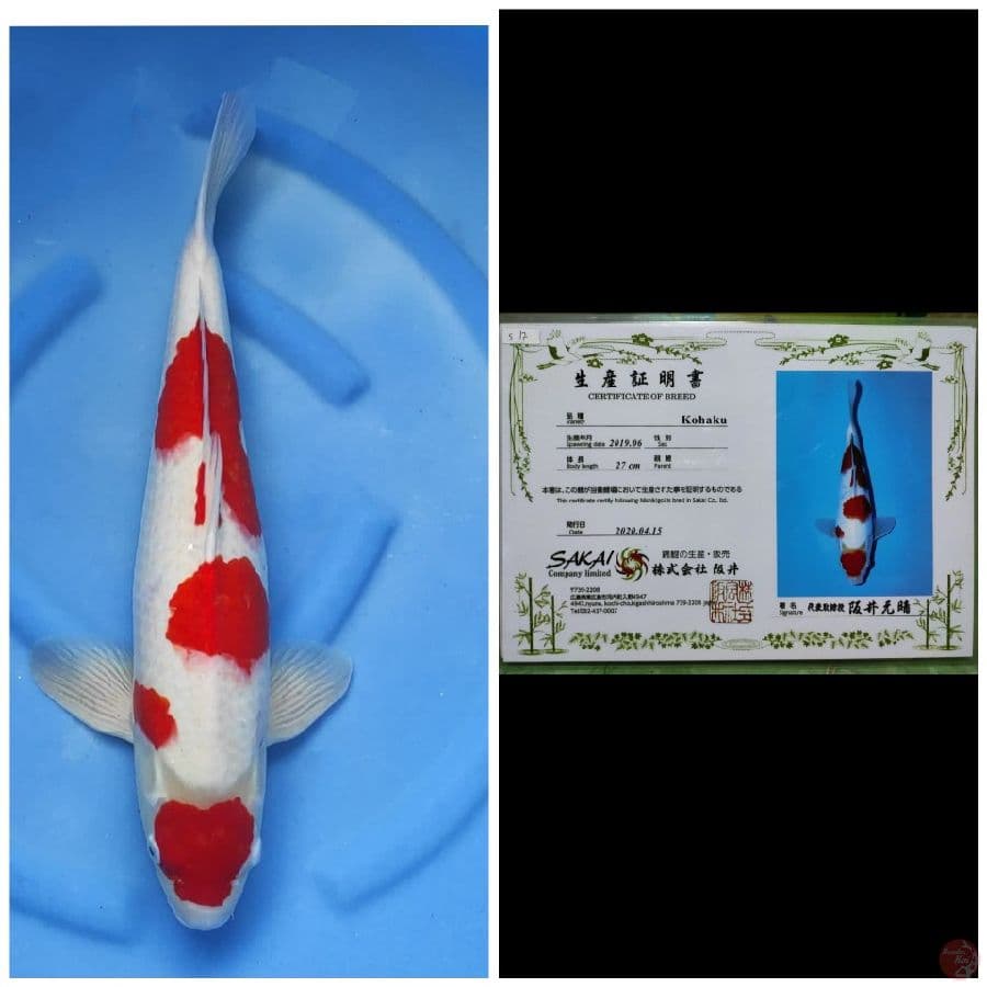 Sakai Jumbo Maruten Kohaku