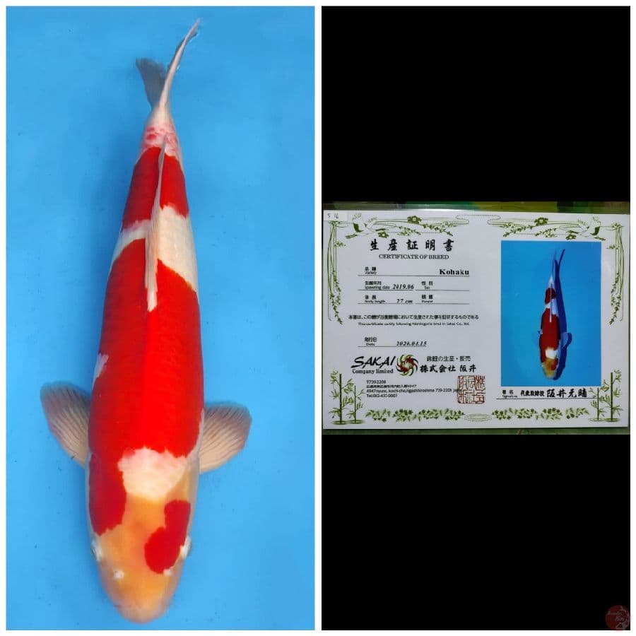 Sakai Jumbo Kohaku