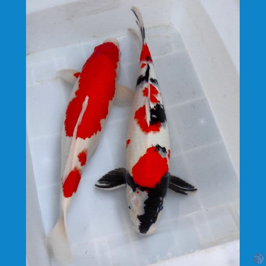 kohaku dan showa male female. 50 up