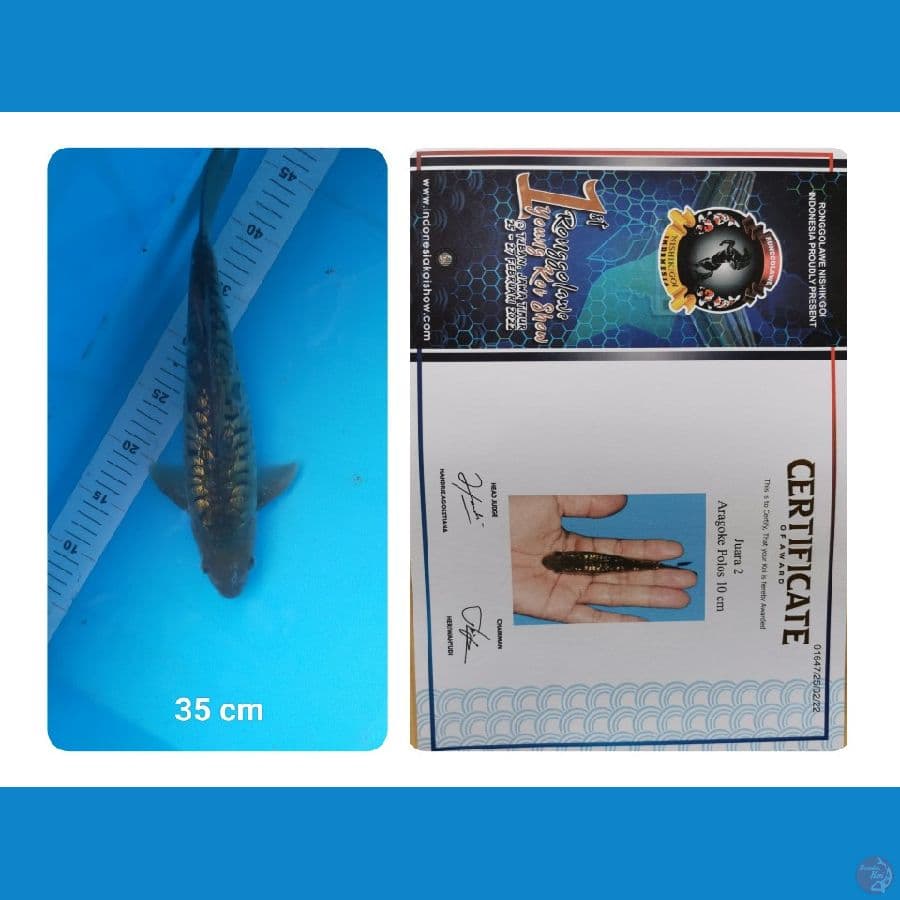 Aragoke Ginrin Prestasi