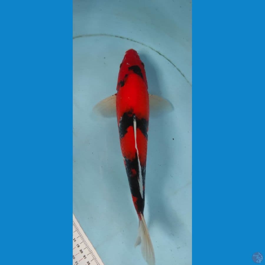 showa 30cm