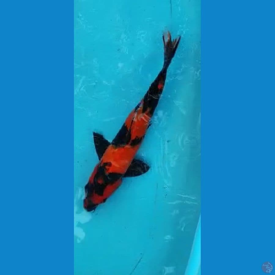 showa 35cm jantan