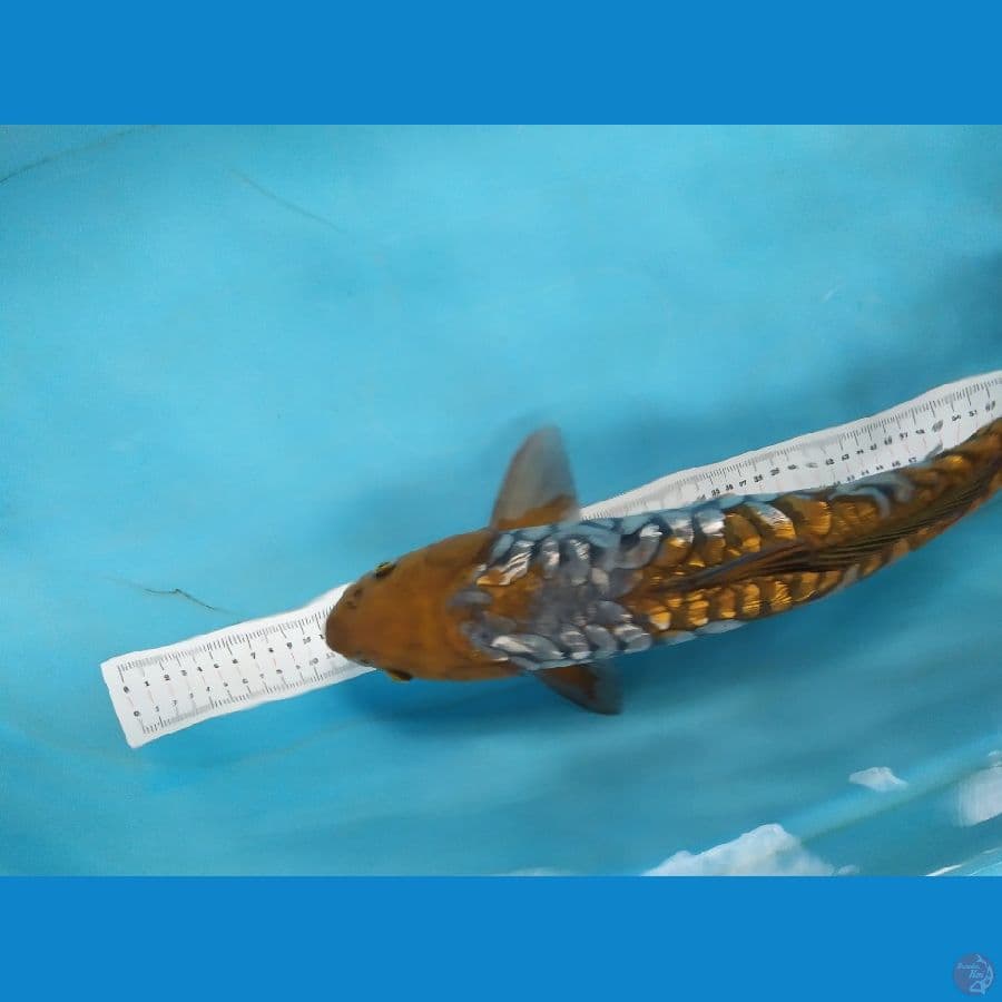 ochiba 50cm jantan