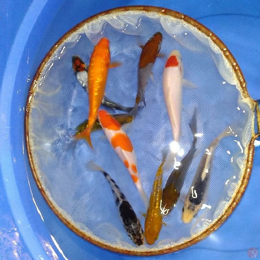 mixs