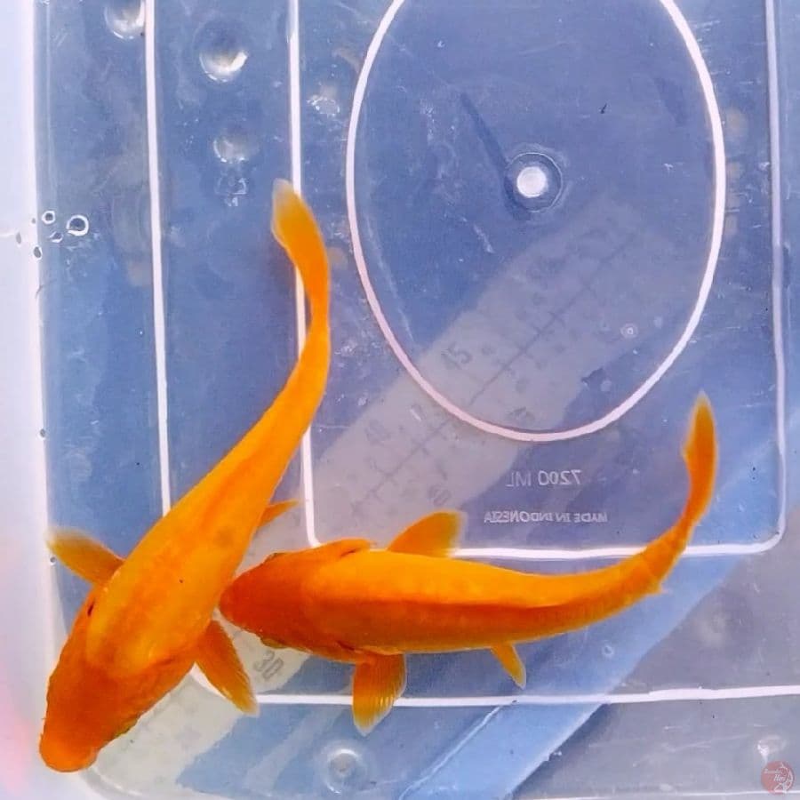 benigoi Doitsu 16-17cm