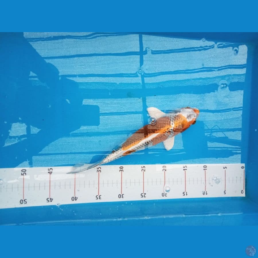 kujaku 35 cm