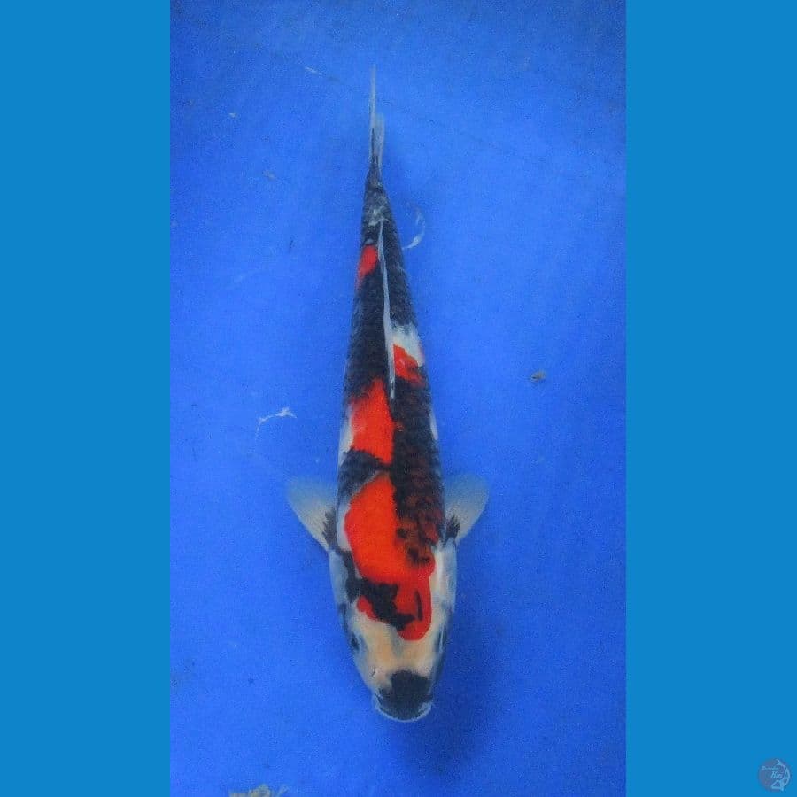 showa sansoku ±27cm