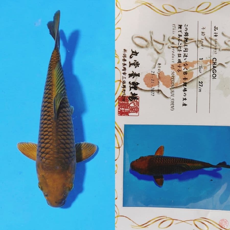 marudo chagoi male 33cm