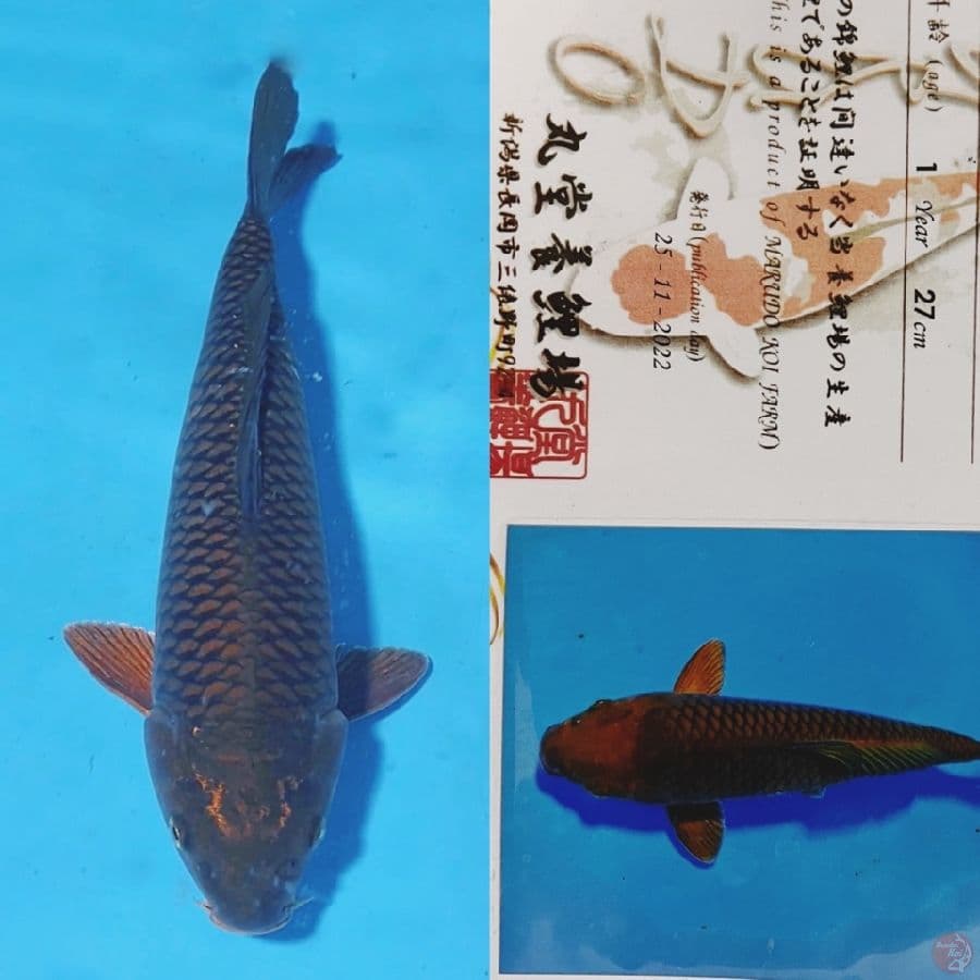 marudo chagoi male 36cm