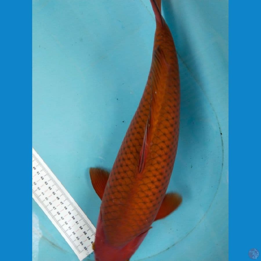 chagoi berpunuk 45cm minus lesung dikit di punuk nya