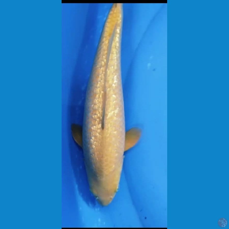 midori 40cm