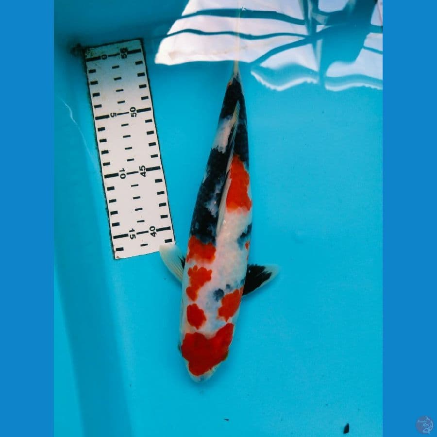 showa 30cm