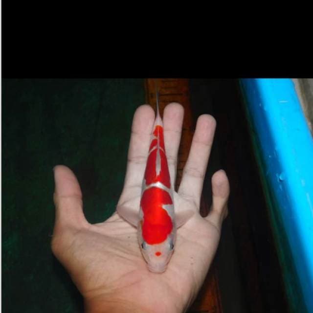 kohaku doit merah darah