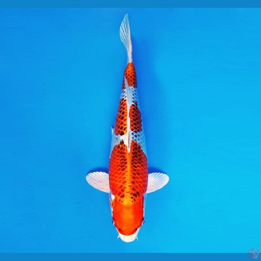 YORA 2 - Kujaku 31 cm/fm ®