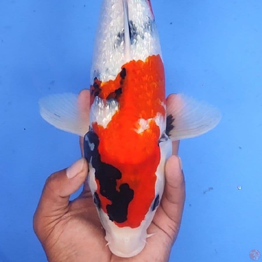 SHOWA GINDRIN 40BBu