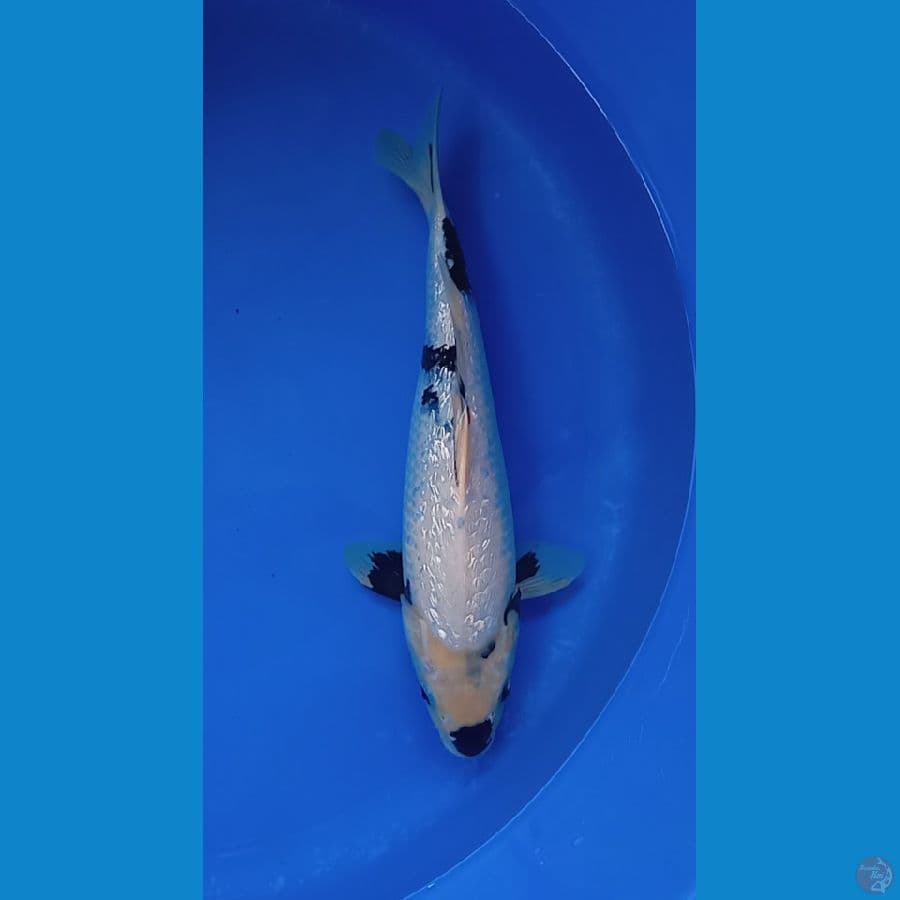 Shiro Ginrin 35 cm