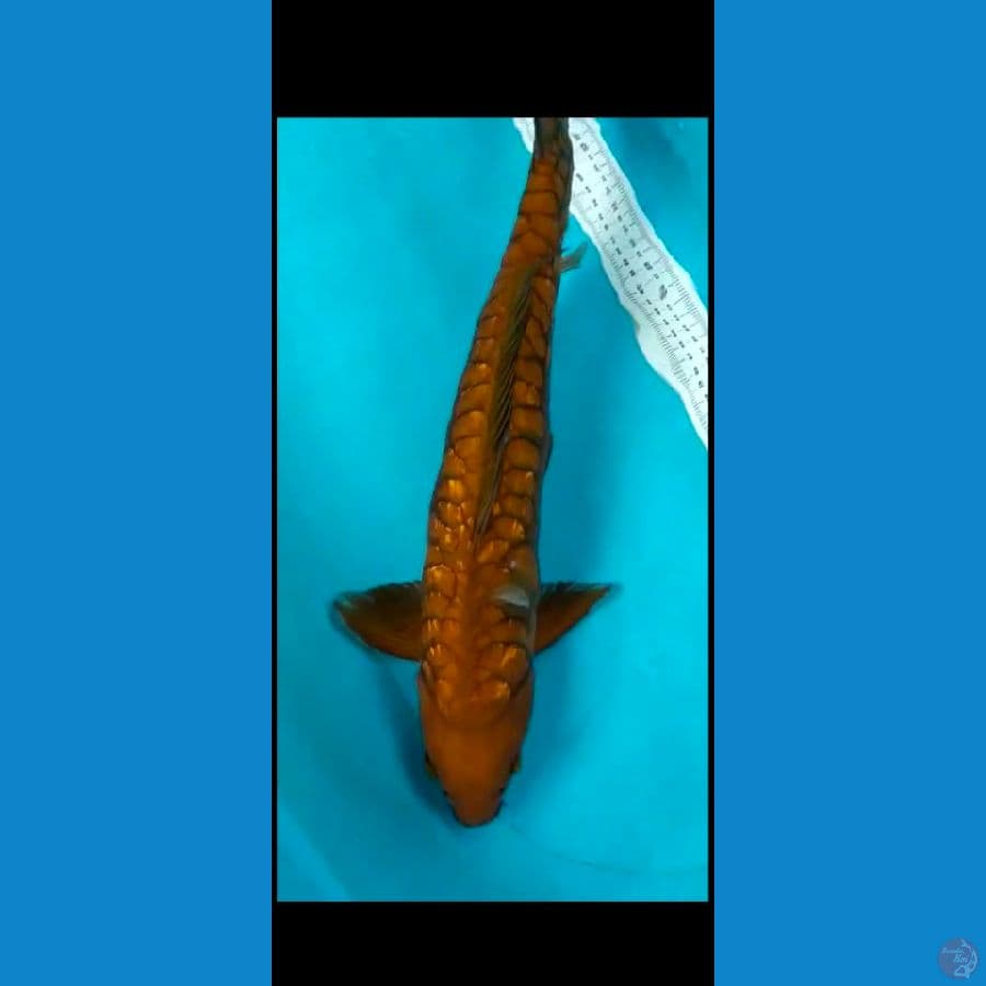 cagoi aragoke ginrin jantan 52cm