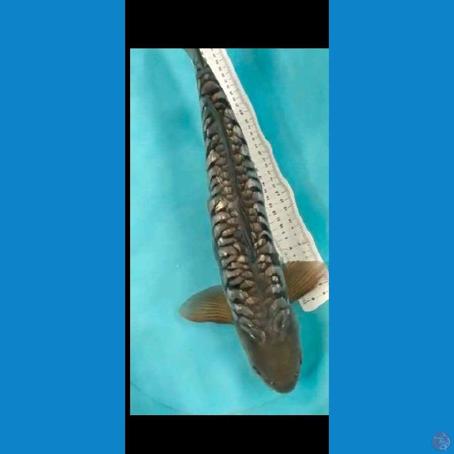 soragoi aragoke ginrin 49cm jantan