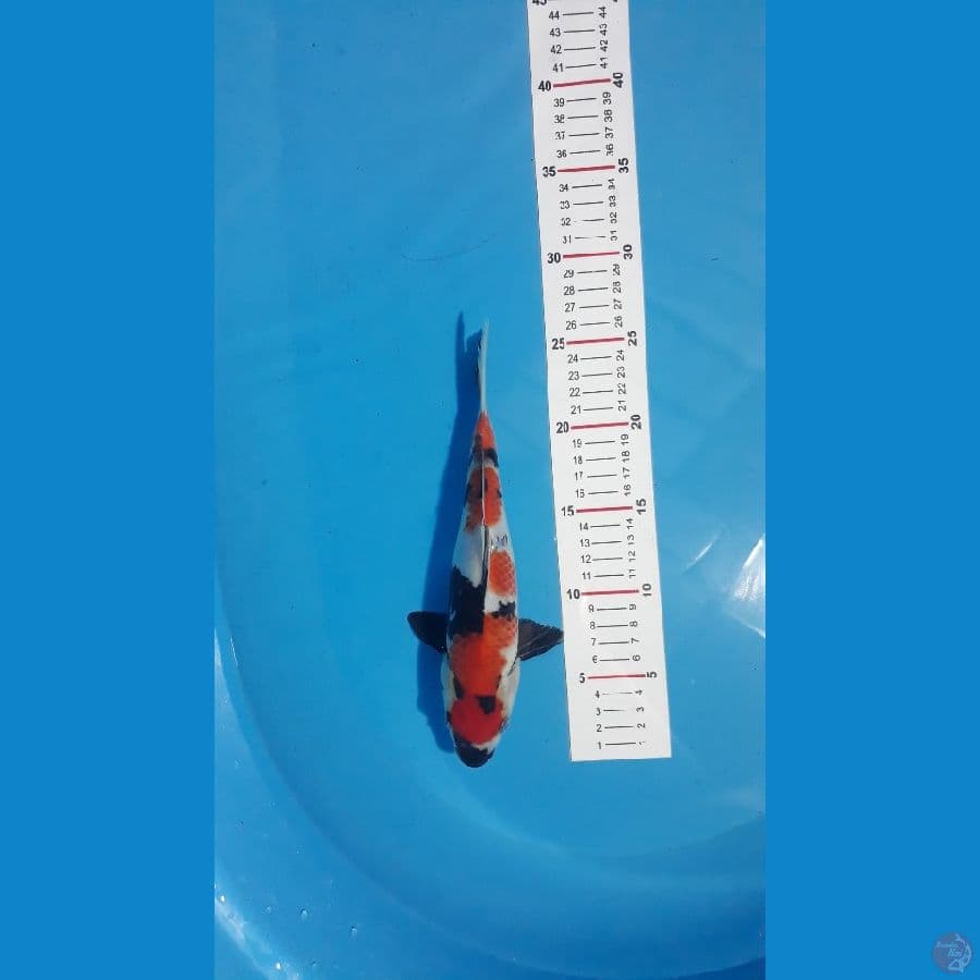 Showa maruten 26cm