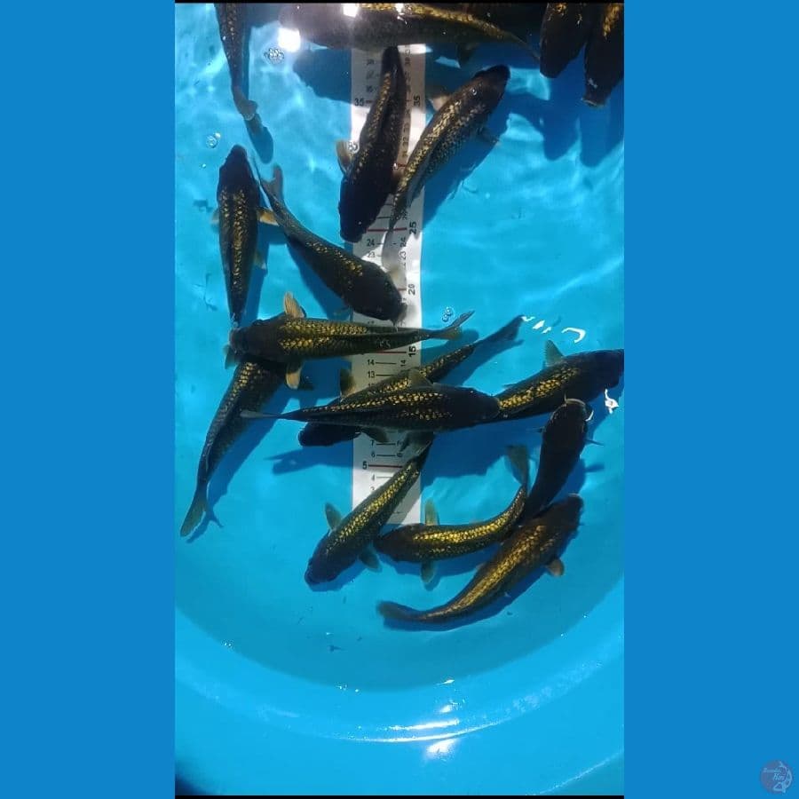 Midori Ginrin Padat 19-24cm (30ekor)