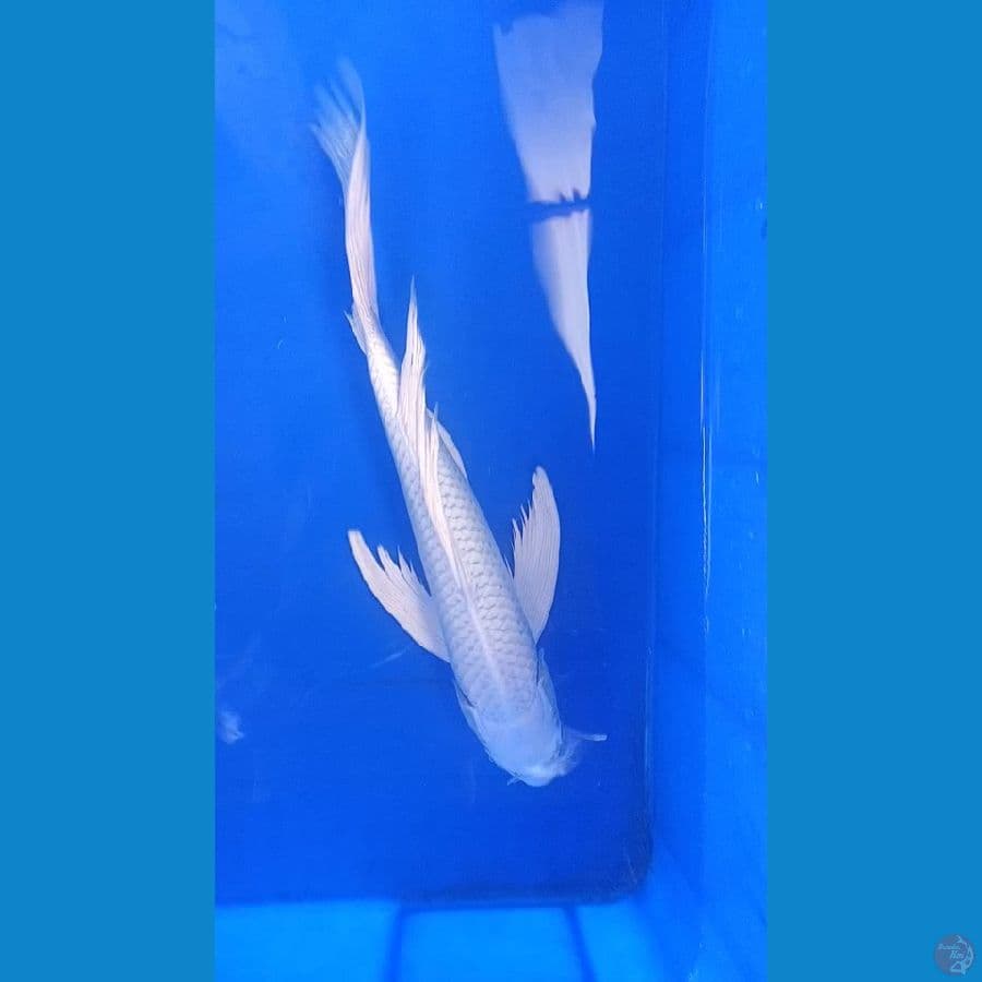 platinum sleyer 33 cm dayung panjang
