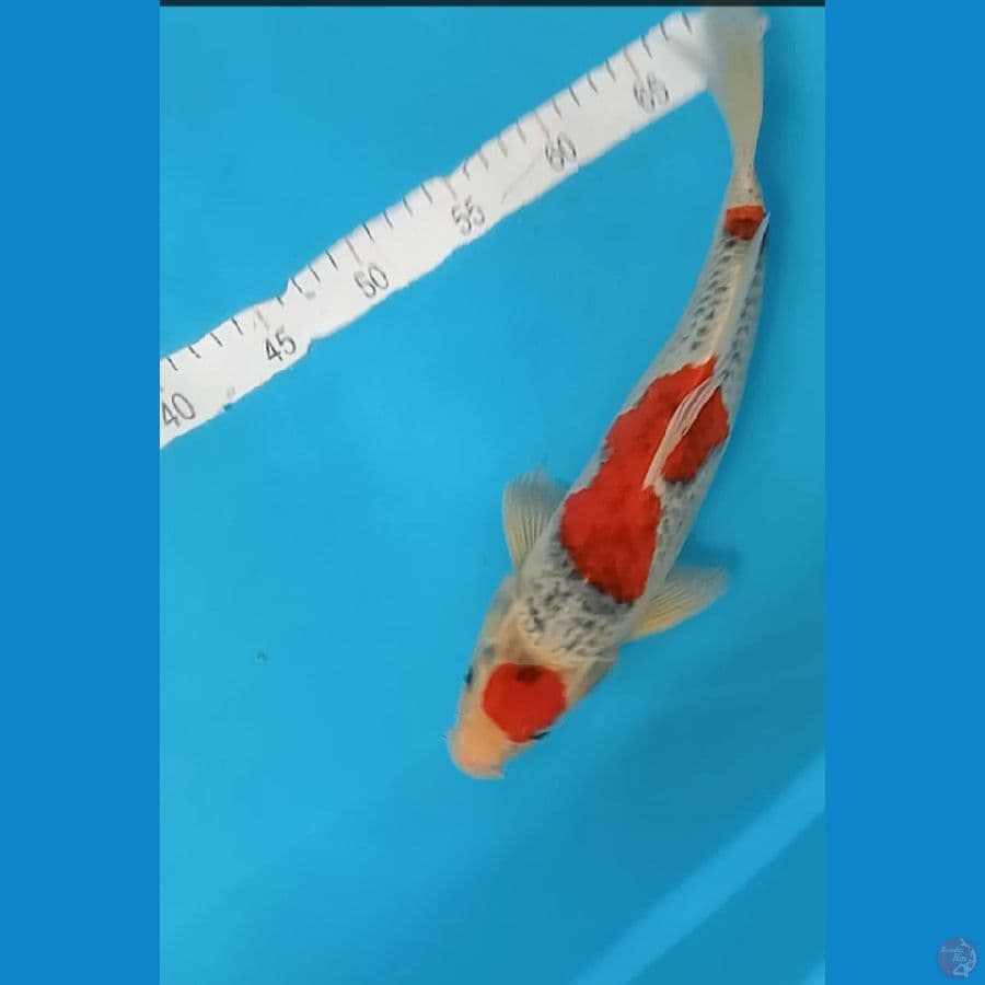 maruten gosiki 35 cm