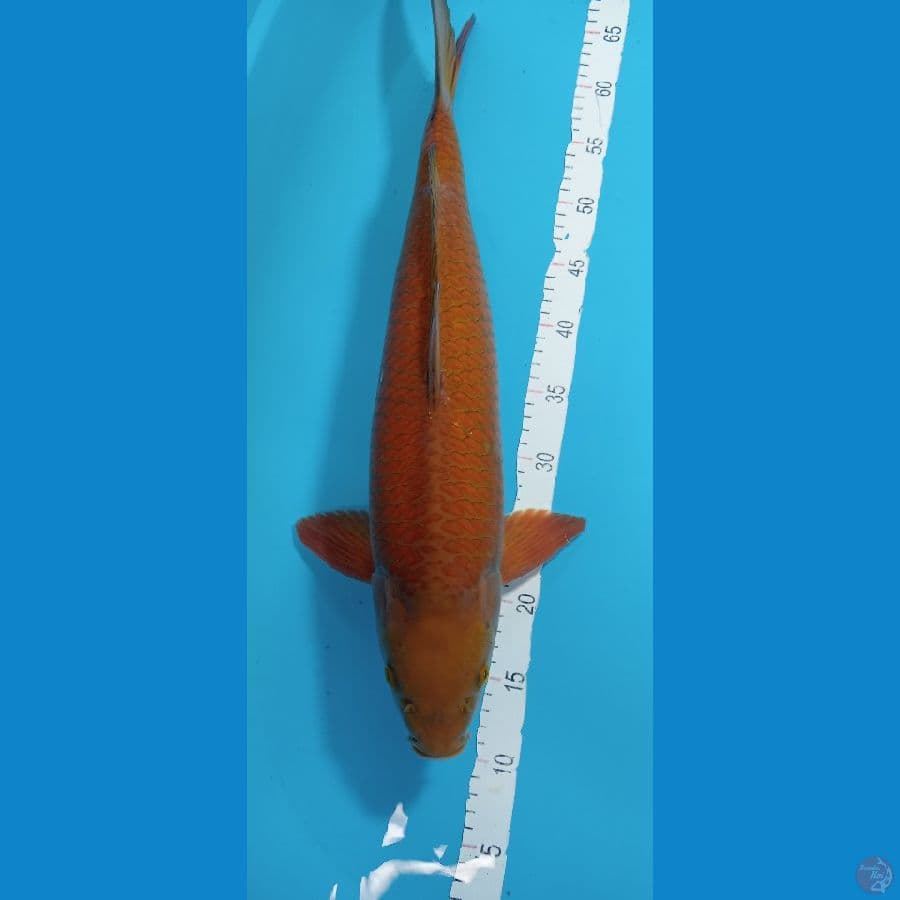 cagoi teembaga 55 cm