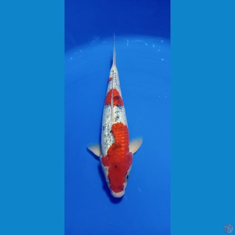 GOSIKI GINDRIN 33 CM